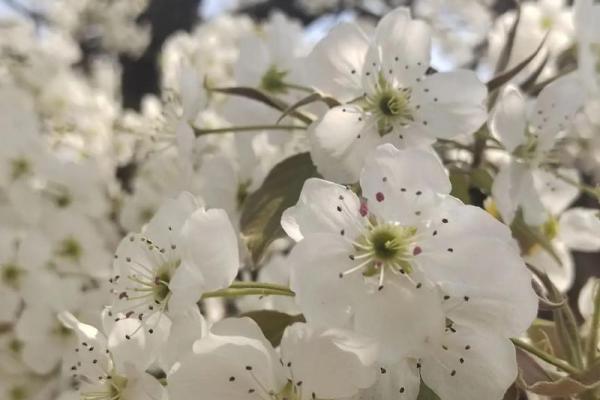 腊八节后：清明节自然，春游踏青寻生命气息