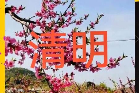 腊八节后：清明节自然，春游踏青寻生命气息