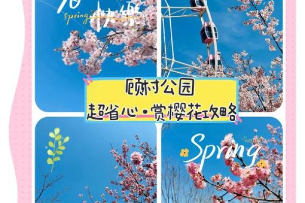 花见节：赏樱品茶，体验日本春日养生之道
