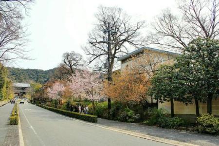 花见节：赏樱品茶，体验日本春日养生之道