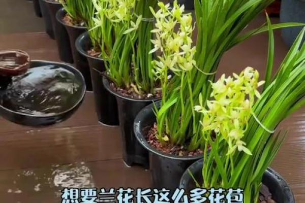 性格解析新视角：兰花五行格局揭示你的潜能秘密