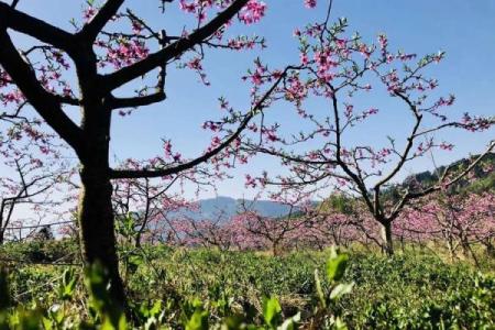 芬兰仲夏节：感受自然与家族团聚的力量