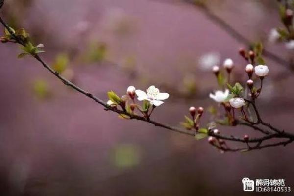 五行颠覆解析：蕊的真正性格，反而是你意想不到的