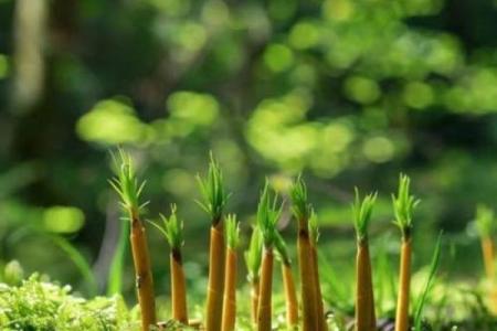 植树节:绿意盎然,拥抱自然的力量