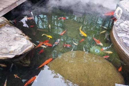 水族春节：水族文化中的传统与养生智慧