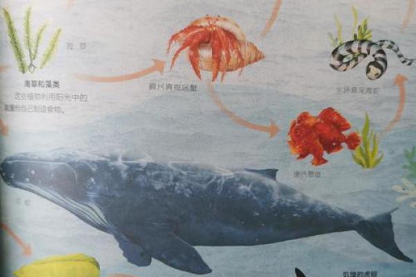 海洋节：探索海洋生物的独特文化与习俗