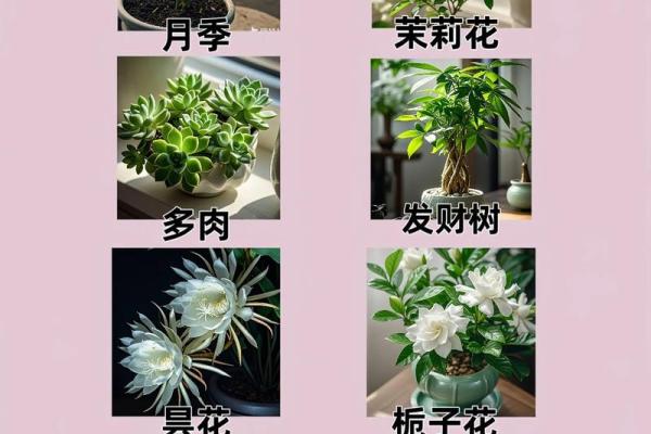 揭秘养花如何影响命运：命理大师教你如何挑选花卉