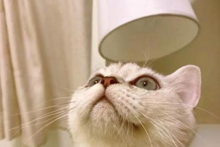 揭秘猫在命理中的神奇作用,如何通过猫相合婚看命运走势