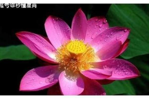 沈五行格局揭秘:如何通过性格解析开启人生新篇章 沈五行格局揭秘:如何通过性格解析开启人生新篇章