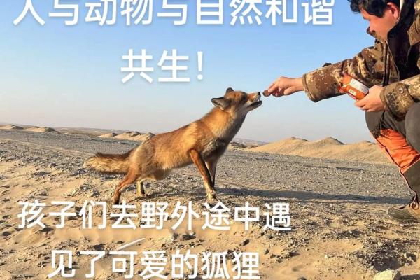 狐狸节:庆祝自然与动物保护的传统活动 狐狸节:庆祝自然与动物保护的传统活动