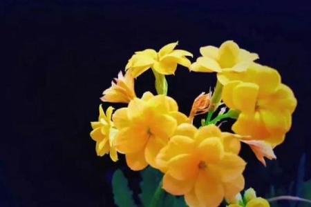 丰字五行格局，揭开性格之谜：颠覆传统，找到人生方向