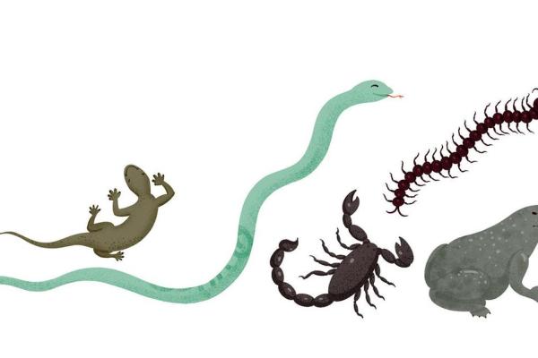 六月六:五毒驱除,健康养生的自然法宝 六月六:五毒驱除,健康养生的自然法宝