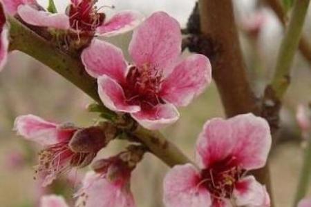 揭开时尚牡丹命理的秘密，八字能改变命运吗？