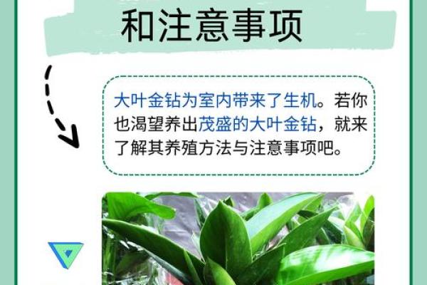 如何改变五行缺金？揭秘植物力量助你平衡身心