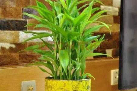 如何改变五行缺金？揭秘植物力量助你平衡身心