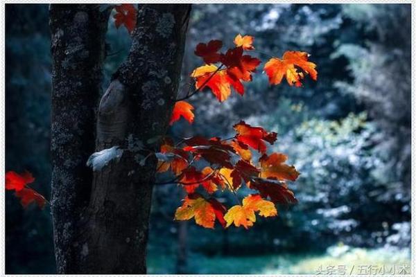 五行格局重塑术:揭秘如何让命运之轮转动 五行格局重塑术:揭秘如何让命运之轮转动