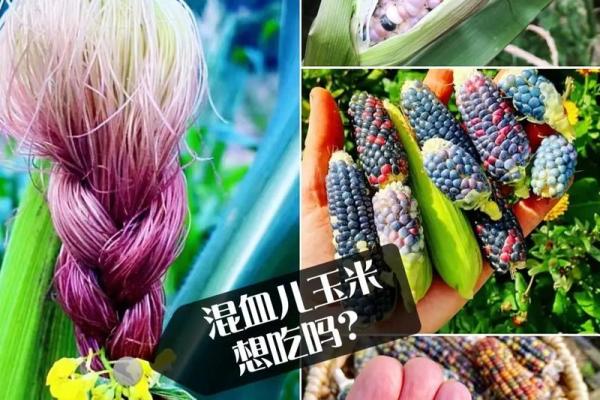 如何改变玉米五行属性？解锁你的潜力与命运