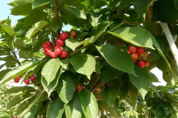 克罗地亚收获节：庆祝丰收与自然的恩赐