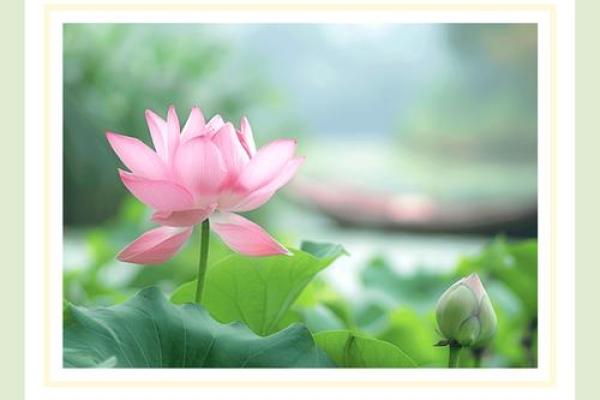 六月二十：夏至节气，体验自然与养生的和谐美好