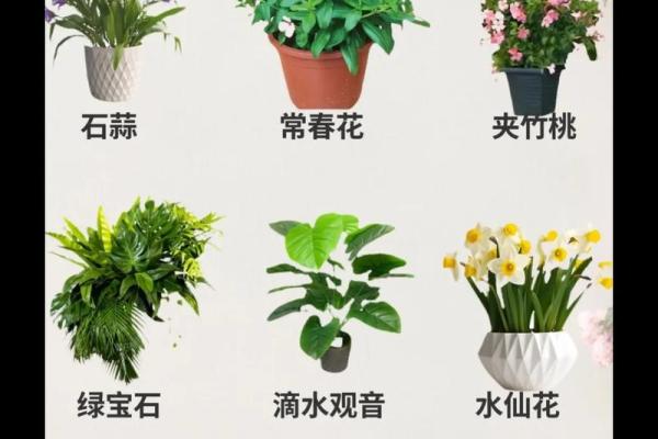 养花命理揭秘：命运不同的人该如何选择花卉