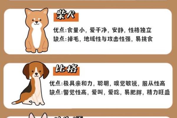 命理中狗能否改运？深度解析八字中的关键因素