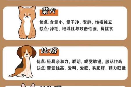 命理中狗能否改运？深度解析八字中的关键因素