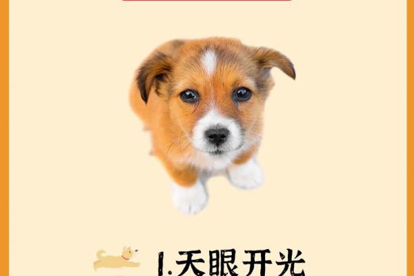 命理中狗能改运吗？揭秘如何通过八字调整命运